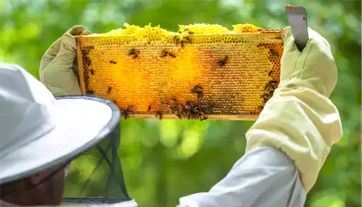 photo d'abeilles sur une planche de miel