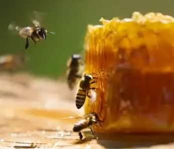 abeilles sur le miel
