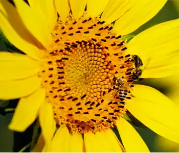 photo d'abeilles sur un tournesol : se posant sur une fleur chargée de pollen