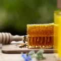 Photo d’abeilles : capturer le mouvement d’insectes essentiels