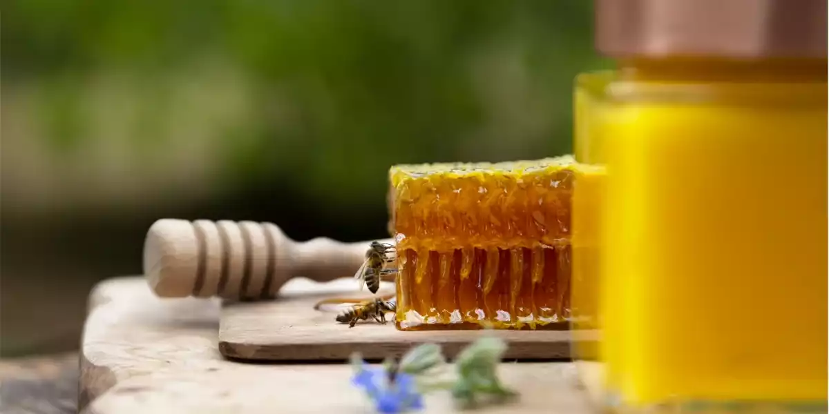 Photo d’abeilles : capturer le mouvement d’insectes essentiels