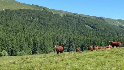 paysage AOP Saint nectaire